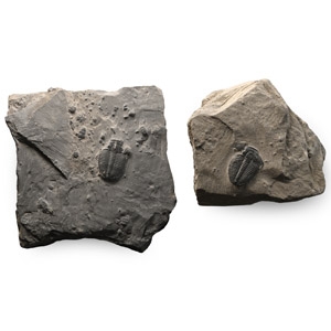 Elrathia Fossil Trilobites in Matrix