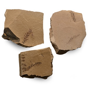 Dawn Redwood Fossil Plant Group