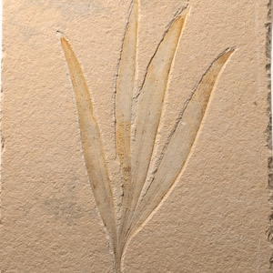 Lebanese Fossil Sapindopsis Plant Leaf