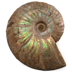 Iridescent Fossil Cleoniceras Ammonite