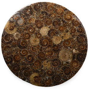 Composite Polished Fossil Ammonite Plate