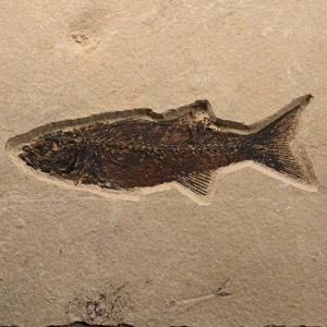 Mioplosus Fossil Fish