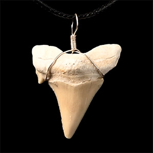 Fossil Otodus Shark Tooth Necklace