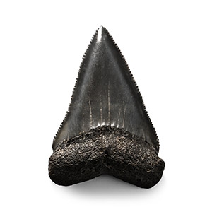 Large Fossilised Great White Sharks Tooth
