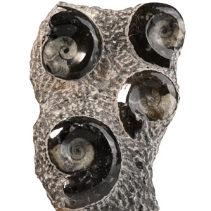 Polished Fossil Goniatite Display