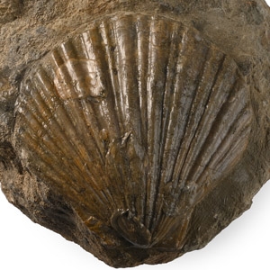 English Fossil Scallop Shell