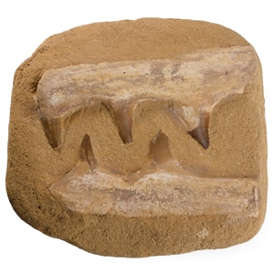 Mosasaur Marine Dinosaur Composite Fossil Teeth on Matrix