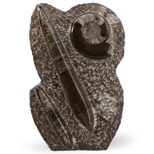 Polished Fossil Goniatite and Orthoceras Display