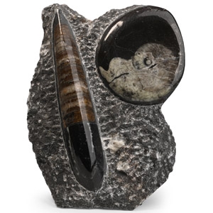 Polished Fossil Goniatite and Orthoceras Display