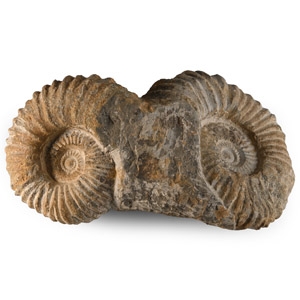 Double Agadir Fossil Ammonite