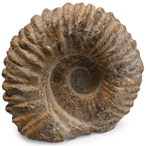 Agadir Fossil Ammonite