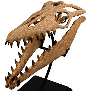 Mosasaur Marine Dinosaur Fossil Skull
