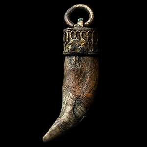 Large Viking Period Bears Tooth Pendant
