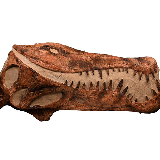 Life-Size Adult Spinosaurus Dinosaur Skull Replica