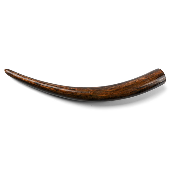 Woolly Mammoth Fossil Tusk