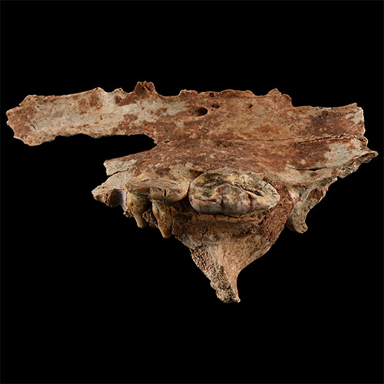 Cave Bear Fossil Upper Jaw Section