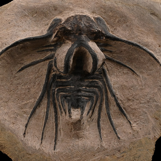 Fossil Dicranurus Monstrosus Trilobite