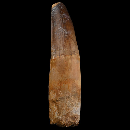 Large Spinosaurus Dinosaur Fossil Tooth