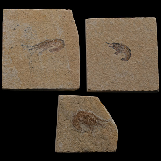 Fossil Shrimp Group