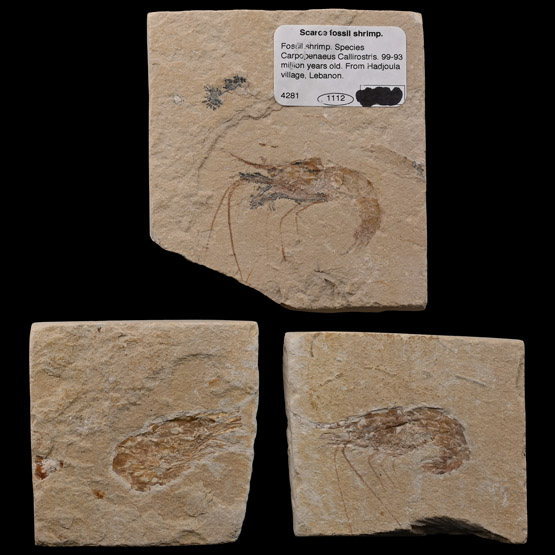 Fossil Shrimp Group