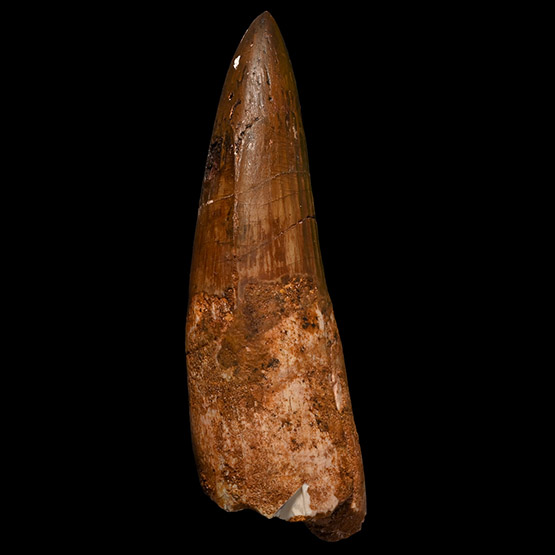 Spinosaurus Dinosaur Fossil Tooth