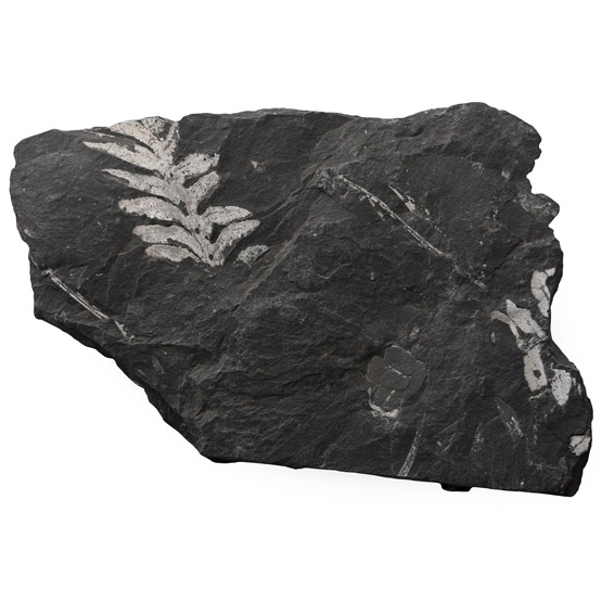 Fossil Pecopteris Fern Leaves