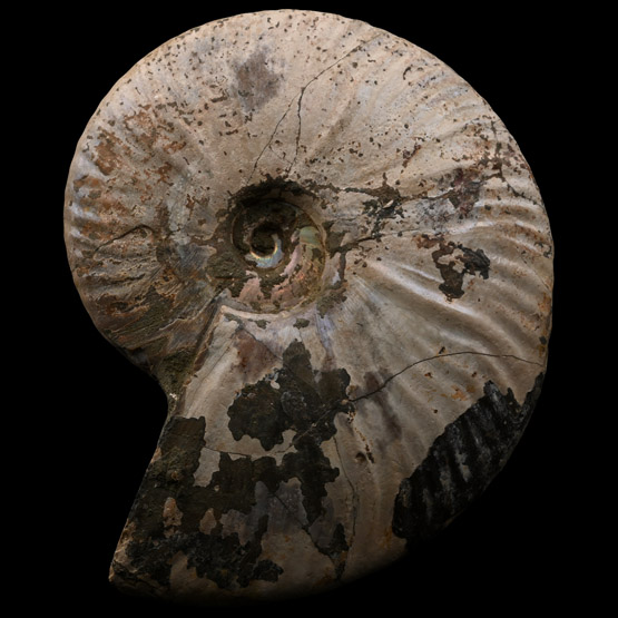 Iridescent Fossil Cleoniceras Ammonite