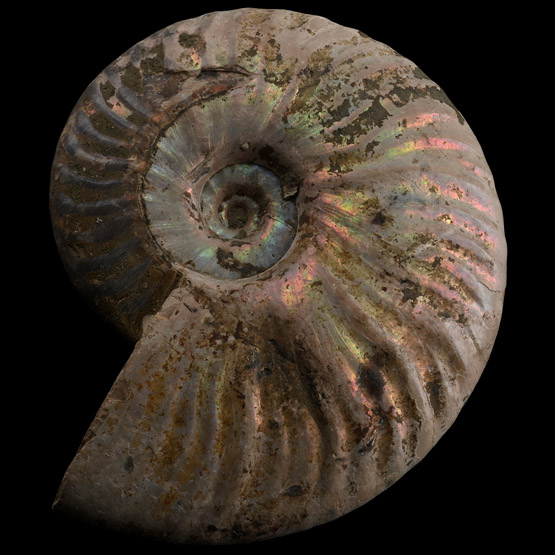 Iridescent Fossil Cleoniceras Ammonite