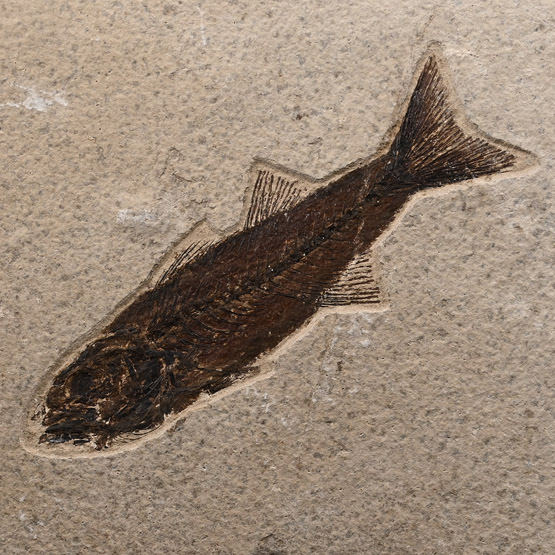 Fossil Mioplosus Fish