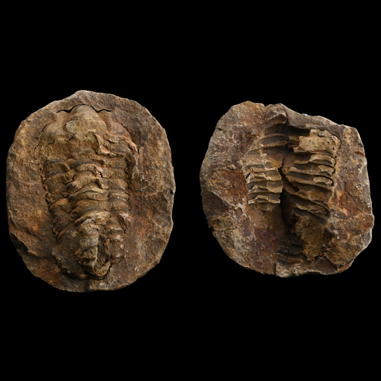 Fossil Calymene Trilobite Nodule