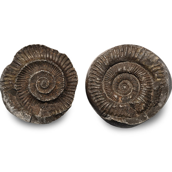 Fossil Dactylioceras Ammonite Nodule