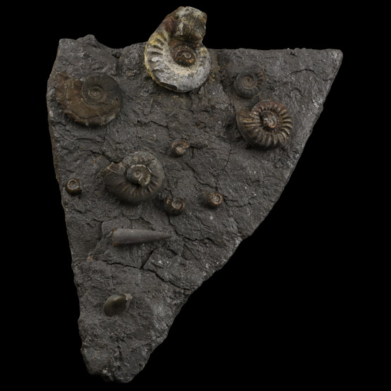Fossil Grmmoceras and Cotteswoldia Ammonite Cluster
