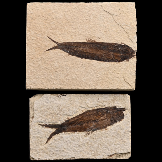 Fossil Knightia Fish Pair