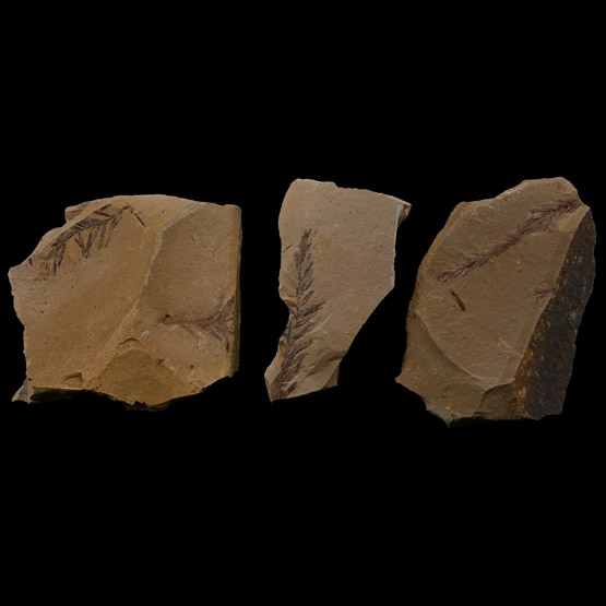Fossil Dawn Redwood Leaf Group