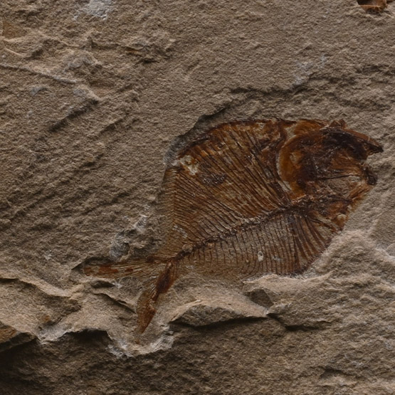 Fossil Diplomystus Fish