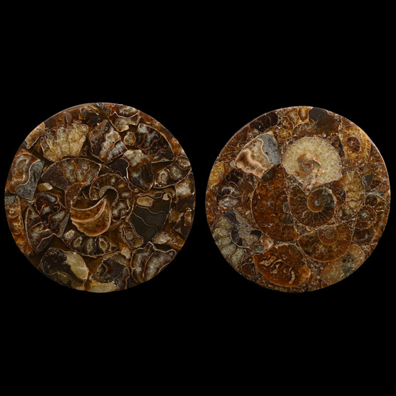 Polished Ammonite Coaster Pair