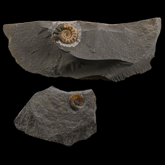 Fossil Promicroceras Ammonite Pair