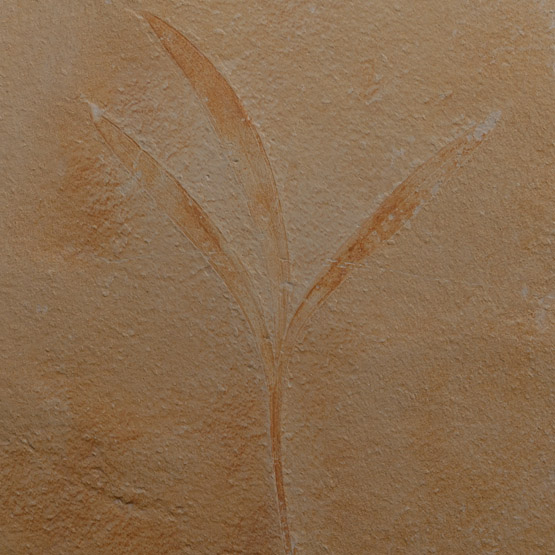 Fossil Sapindopsis Plant Leaf