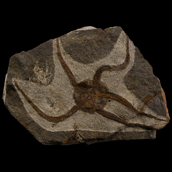 Fossil Brittle Star