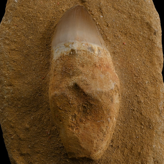 Mosasaur Marine Dinosaur Tooth on Composite Matrix