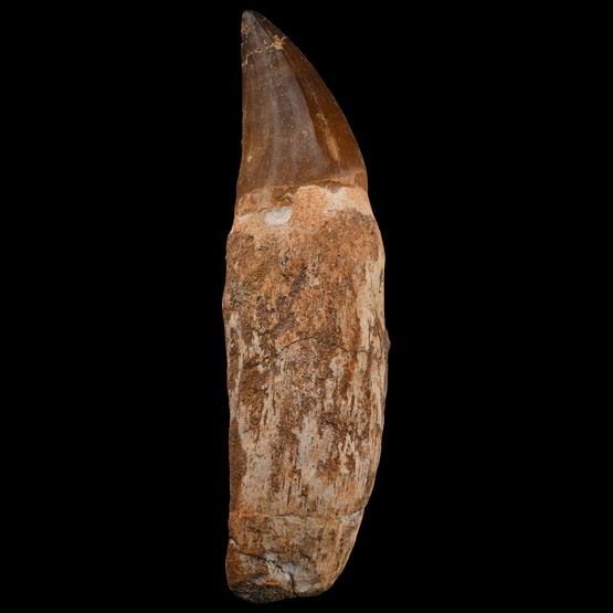 Mosasaur Marine Dinosaur Tooth with Root
