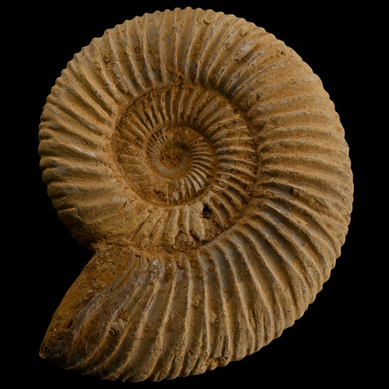 Fossil Perisphinctes Ammonite