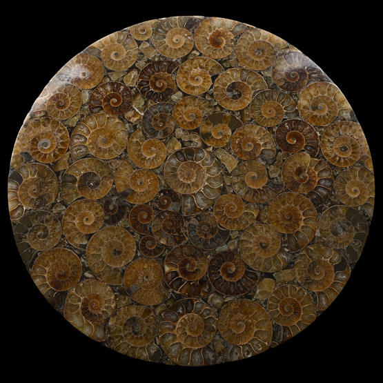 Polished Composite Ammonite Plate