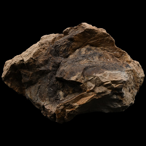 Fossil Tyrannosarus Rex Dinosaur Coprolite