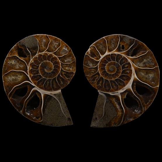Cut and Polished Fossil Cleoniceras Ammonite