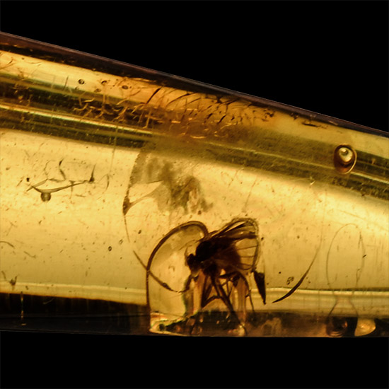 Polished Baltic Amber with Insects