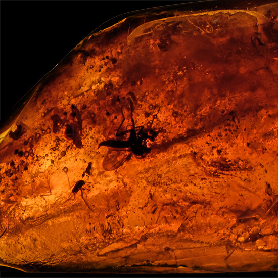 Polished Baltic Amber with Insects