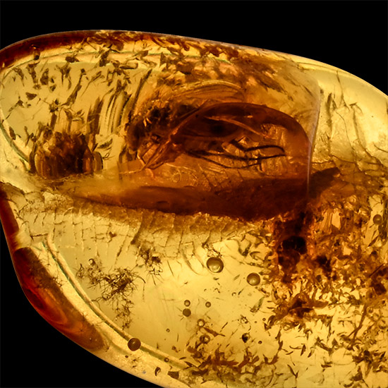 Polished Baltic Amber with Insect