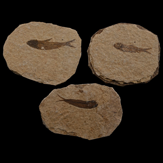 Fossil Knightia Alta Fish Group