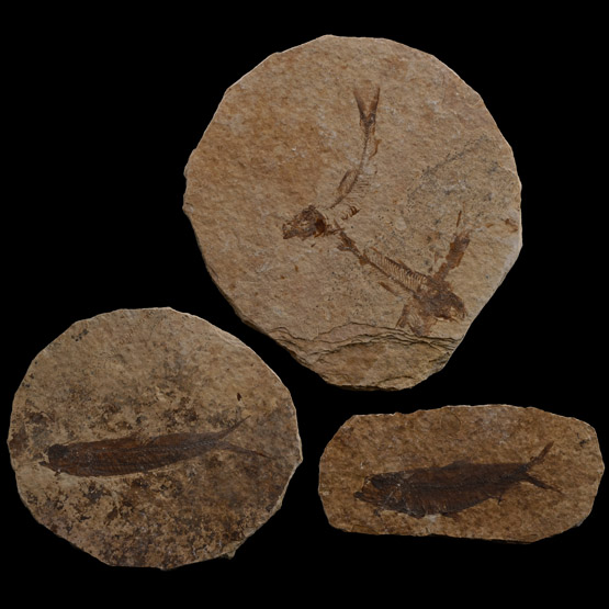 Fossil Knightia Alta Fish Group